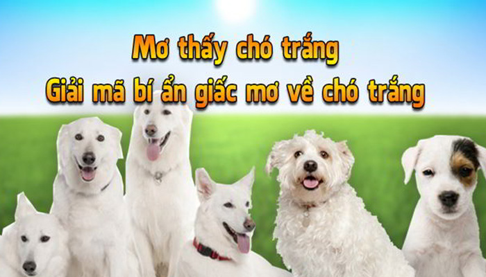 Mơ thấy chó trắng nên đánh đề số 71