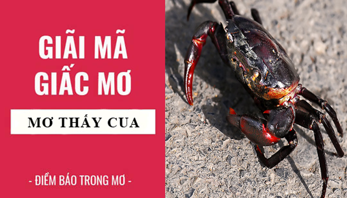 Giải mã ý nghĩa giấc mơ thấy cua