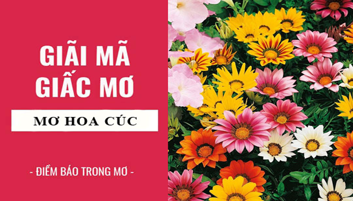 Giải mã ý nghĩa giấc mơ thấy hoa cúc có nhiều bất ngờ