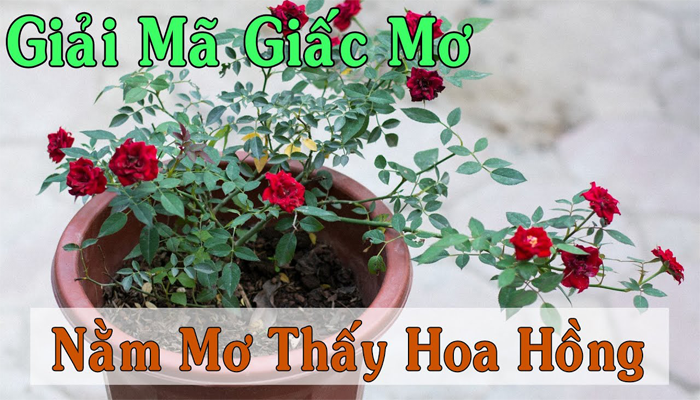 Giải Mã Giấc Mơ Thấy Hoa Hồng Chi Tiết