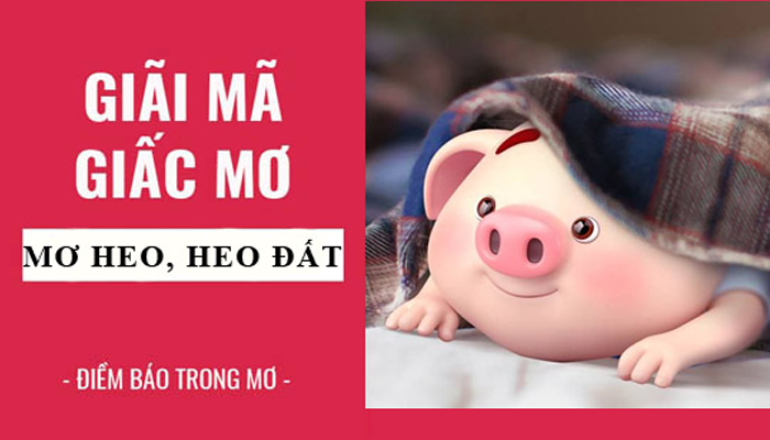 Mơ thấy heo có nhiều ý nghĩa trong cuộc sống