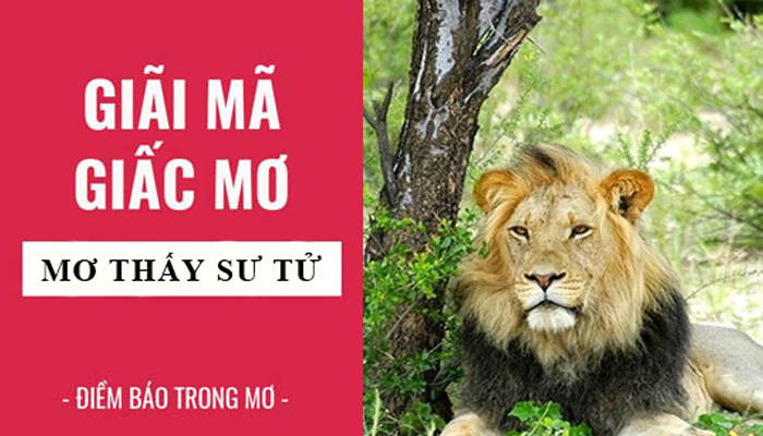 Nằm mơ thấy sư tử có nhiều bí ẩn phía sau