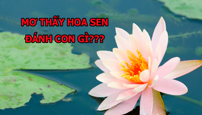 Giải Mã Giấc Mơ Thấy Hoa Sen Chi Tiết