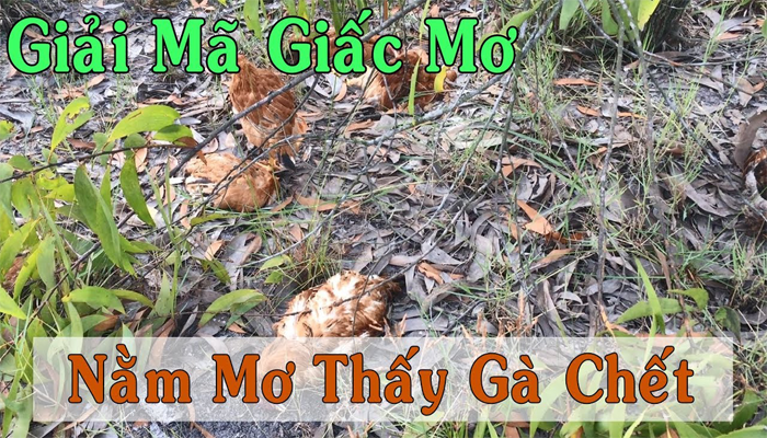 Giải Mã Giấc Mơ Nằm Mơ Thấy Gà Chết