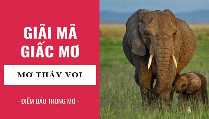 Ý nghĩa của giấc mơ thấy voi?