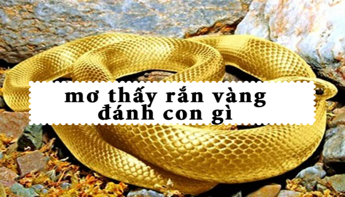 Nằm Ngủ Mơ Thấy Rắn Vàng Có Ý Nghĩa Gì?