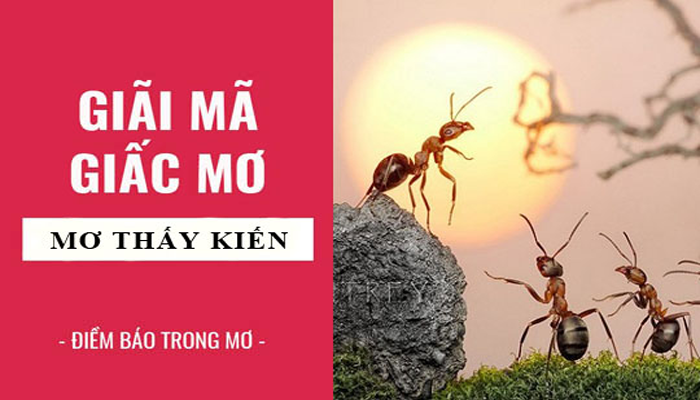 Giải Mã Giấc Mơ Nằm Mơ Thấy Kiến Chi Tiết