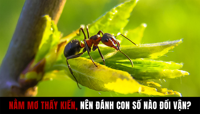 Nằm Mơ Thấy Kiến Đánh Con Gì Đổi Vận?