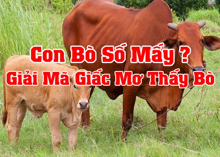 Mơ thấy bò vàng đánh số đề gì