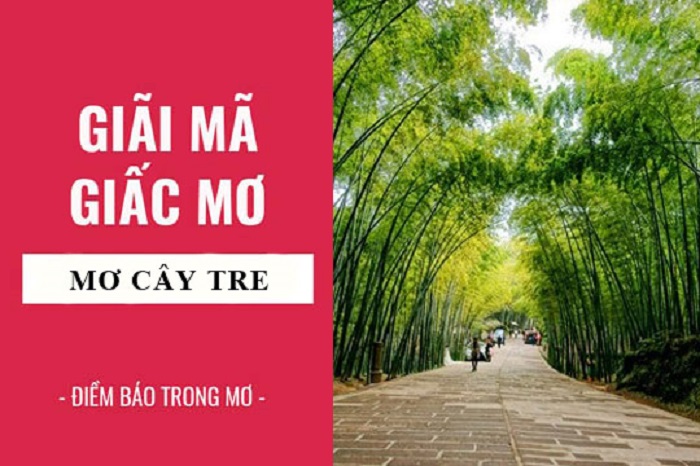 Ý nghĩa nằm mơ thấy cây tre