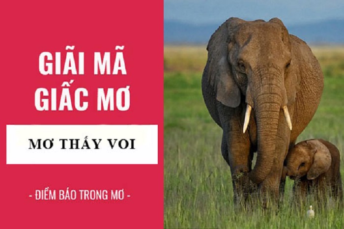 Tìm hiểu về con voi con