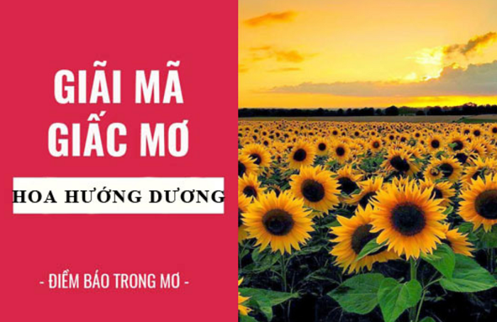 Mơ thấy hoa hướng dương có ý nghĩa gì?