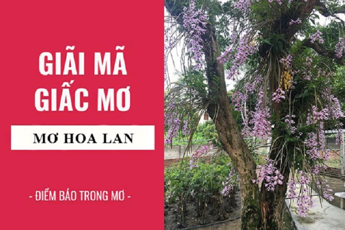 Giải mã ý nghĩa giấc mơ hoa lan mới nhất 2020