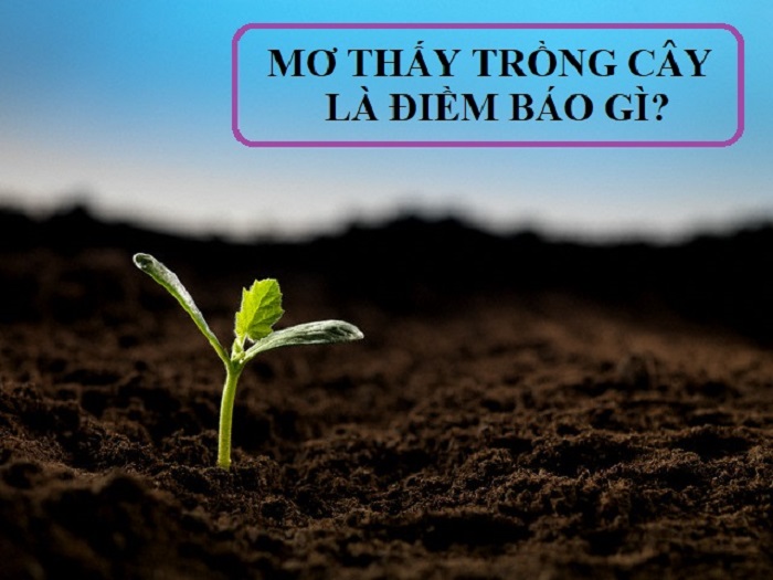 Cây xanh có ý nghĩa trong phong thủy