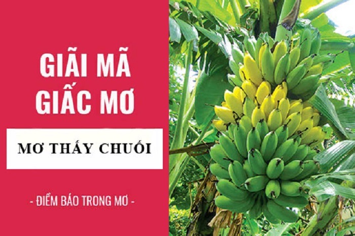 Hôm qua mơ ăn chuối nay quất ngay con gì trúng luôn