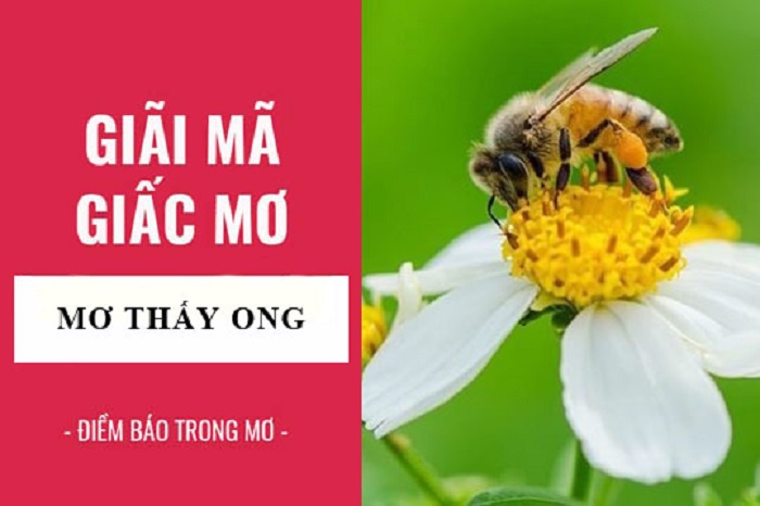 Nằm mơ thấy ong là điềm báo gì