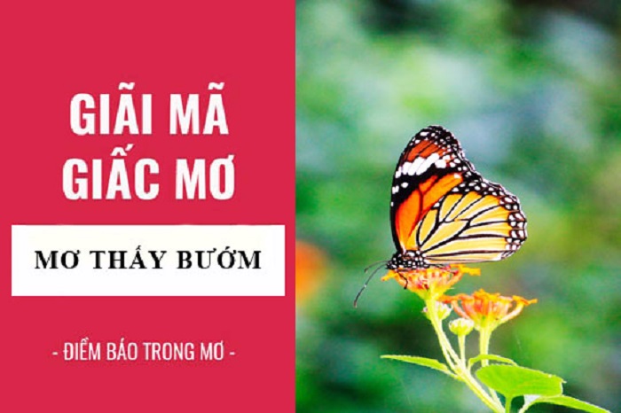 Giải mã bí ẩn mơ thấy con bướm chính xác nhất