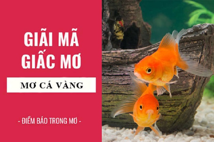 Ý nghĩa của giấc mơ thấy cá vàng