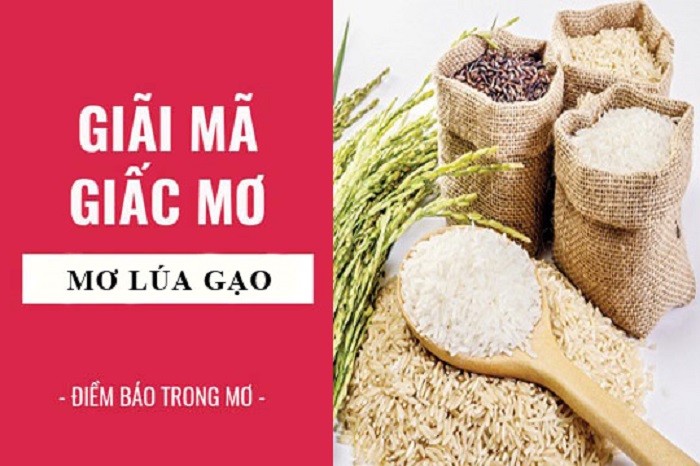 Ý nghĩa giấc mơ thấy lúa gạo