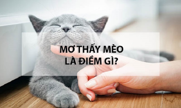 Nằm mơ thấy mèo là điềm gì