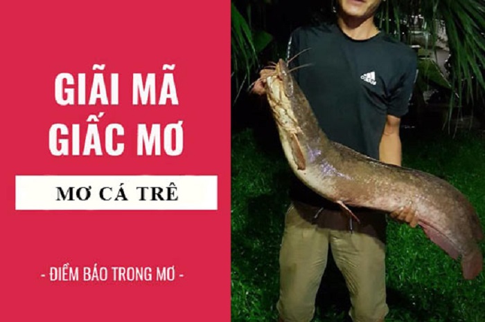 Mơ thấy cá trê có ý nghĩa gì