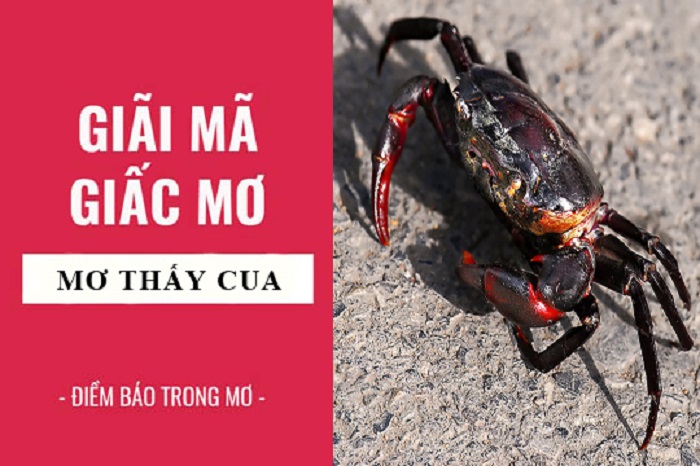 Giải mã giấc mơ thấy cua mới nhất năm 2021