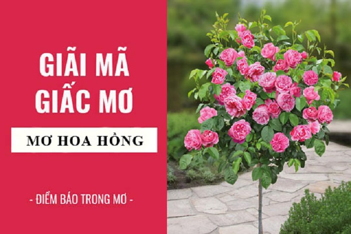 Giải mã bí ẩn giấc mơ thấy hoa hồng mới nhất 2021