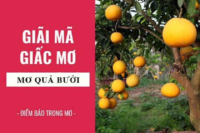 Giải mã bí ẩn giấc mơ thấy quả bưởi mới nhất năm 2021