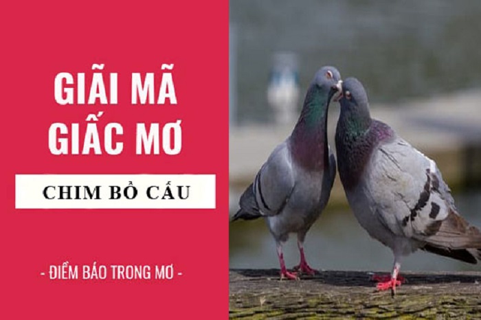 Giải mã bí ẩn bồ câu bay vào nhà là chuyện gì sắp đến