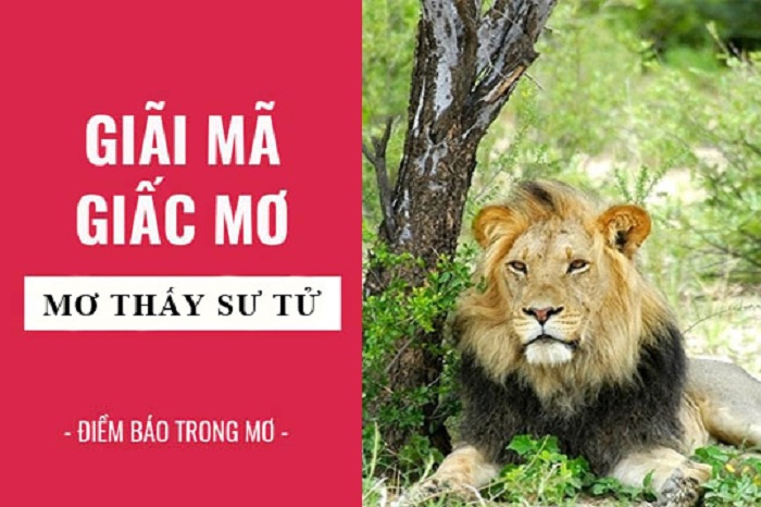 Giải mã bí ẩn giấc mơ thấy sư tử mới nhất hiện nay