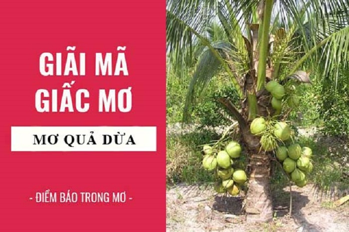 Ý nghĩa giấc mơ thấy trái dừa