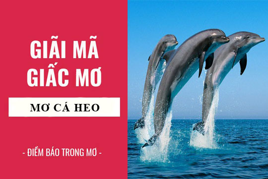 Phân Tích Giấc Mơ Thấy Cá Heo Và Những Điềm Báo Ẩn Sau Giấc Mơ Này.